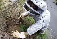 Landcare Research scientist Dr Bob Brown excavates a wasp nest. 