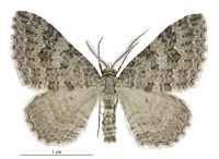 Helastia corcularia (male). Geometridae: Larentiinae. 