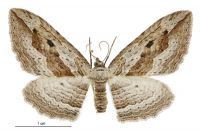 Austrocidaria gobiata (female). Geometridae: Larentiinae. 