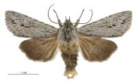 Graphania sequens (male). Noctuidae: Noctuinae. 