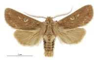 Graphania pagaia (male). Noctuidae: Noctuinae. Subantarctic Islands only