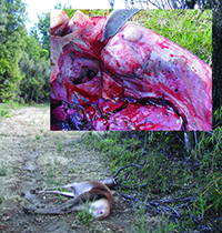 Last known deer infected with TB in the central Hauhungaroa Range. It was killed in late 2013, about 13 years after possum control was first imposed in the area – T. Stewart