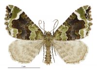 Hydriomena purpurifera (male). Geometridae: Larentiinae. 