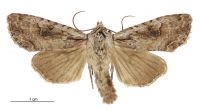 Graphania lindsayi (male). Noctuidae: Noctuinae. 