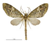 Tatosoma topea (male). Geometridae: Larentiinae. 