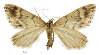 Asaphodes albalineata (female). Geometridae: Larentiinae. 