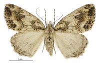 Pseudocoremia rudisata (female). Geometridae: Ennominae. 