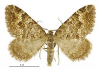 Asaphodes cosmodora (male). Geometridae: Larentiinae. 