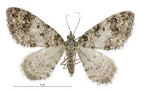 Helastia plumbea (female). Geometridae: Larentiinae. 