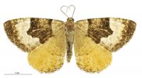 Pseudocoremia campbelli (female). Geometridae: Ennominae. Not seen since 1924