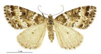 Pseudocoremia fluminea (female). Geometridae: Ennominae. 