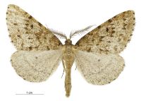 Pseudocoremia terrena (male). Geometridae: Ennominae. 