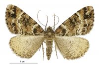 Pseudocoremia productata (female). Geometridae: Ennominae. 