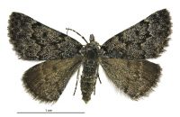 Dichromodes niger (female). Geometridae: Oenochrominae s. lat.. 