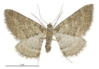 Hydriomena clarkei (female). Geometridae: Larentiinae. 