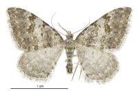 Helastia christinae (female). Geometridae: Larentiinae. 