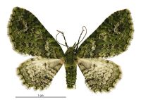 Pasiphila muscosata (female). Geometridae: Larentiinae. 