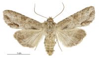Graphania mollis (female). Noctuidae: Noctuinae. 
