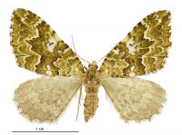 Asaphodes beata (female). Geometridae: Larentiinae. 