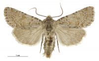 Aletia s.l. fibriata (male). Noctuidae: Noctuinae. 