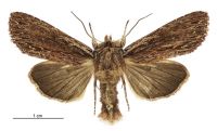 Graphania infensa (male). Noctuidae: Noctuinae. 