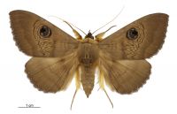Dasypodia selenophora (male). Erebidae: Erebinae. 