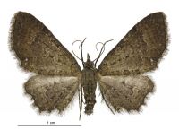 Pasiphila dryas (female). Geometridae: Larentiinae. 