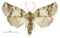 Declana feredayi (female). Geometridae: Ennominae. 