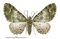 Pasiphila semochlora (female). Geometridae: Larentiinae. 