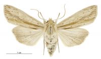 Tmetolophota semivittata (female). Noctuidae: Noctuinae. 