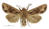 Graphania fenwicki (male). Noctuidae: Noctuinae. 