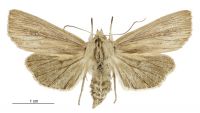 Tmetolophota arotis (female). Noctuidae: Noctuinae. 