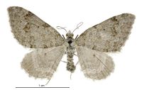Helastia farinata (female). Geometridae: Larentiinae. 