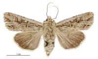 Graphania lignana (female). Noctuidae: Noctuinae. 