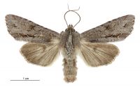 Graphania ustistriga (male). Noctuidae: Noctuinae. 