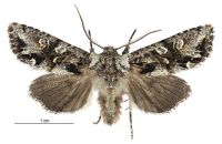 Graphania pelanodes (male). Noctuidae: Noctuinae. 