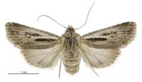 Agrotis innominata (female). Noctuidae: Noctuinae. 