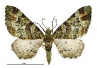 Pasiphila bilineolata (male). Geometridae: Larentiinae. 
