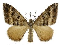 Hydriomena deltoidata (male). Geometridae: Larentiinae. 