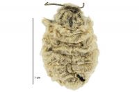 Metacrias huttoni (female). Erebidae: Arctiinae. 