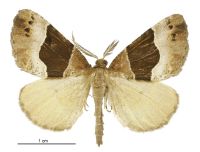 Pseudocoremia pergrata (male). Geometridae: Ennominae. 