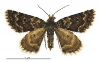 Paranotoreas opipara (female). Geometridae: Larentiinae. 