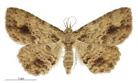 Artigisa melanephele (female). Erebidae: Scolecocampinae?. 