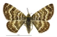 Notoreas blax (female). Geometridae: Larentiinae. 