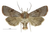 Tmetolophota hartii (male). Noctuidae: Noctuinae. 