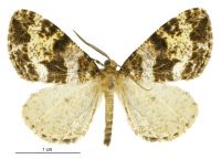 Pseudocoremia albafasciata (male). Geometridae: Ennominae. 