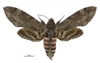 Agrius convolvuli (female). Sphingidae: Sphinginae. 
