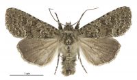Graphania omicron (male). Noctuidae: Noctuinae. 