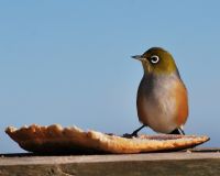 There’s been a record low of silvereyes recorded in New Zealand gardens this winter. Photo credit: John Hunt. 