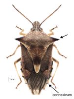 HUMERI (pronotum hind corners) pointed like a spine. SIDES OF ABDOMEN with hind corner of segments pointed like a black-tipped spine.